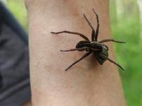 Нижегородцам рассказали, где в регионе обитает гигантский паук-охотник 