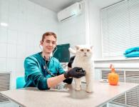 Бесплатная стерилизация домашних животных вновь доступна нижегородцам 