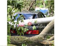 Столб и дерево упали на припаркованный автомобиль в Нижнем Новгороде 