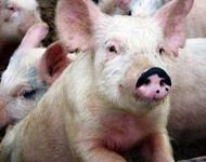 План борьбы с африканской чумой свиней обсудили в Нижегородской области
 
