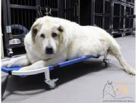 Страдающий от ожирения нижегородский пёс Кругетс похудел на 40 кг 