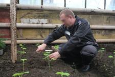 Нижегородские заключенные вырастят огурцы 