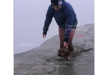 Нижегородец на пробежке спас провалившуюся под лед собаку 