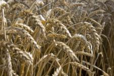 В этом году поставлена задача собрать 1,5 млн тонн зерна - Шанцев  