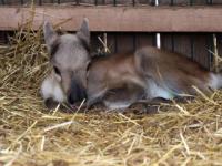 Северный олененок появился на свет в нижегородском зоопарке 