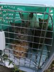 Концлагерь для кошек обнаружен в Нижегородской области 
