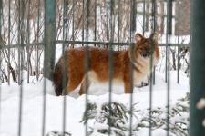 Красные волки из нижегородского «Мишутки» перебрались в Кострому 