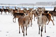 В Нижегородской области начали разводить благородных оленей как сельскохозяйственных животных 