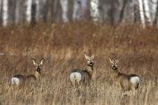 Сезон охоты на косулю открыт в Нижегородской области 