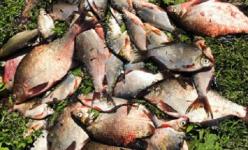 В Городецком районе отмечены случаи массовой гибели рыбы 