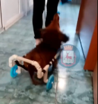 Псу Феде на инвалидной коляске ищут хозяев в Сарове 
