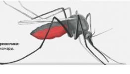 Нижегородцам рассказали, может ли быть смертельным укус комара 