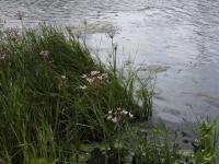 Стало известно, что загрязняет нижегородскую реку Борзовку 