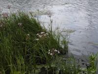 Берег реки Борзовки в Ленинском районе благоустроят за 49,2 млн рублей  