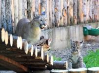Пумята выйдут на первую прогулку 4 июля в нижегородском зоопарке «Лимпопо»  