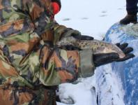 Ловлю налима снова разрешили в Нижегородской области с 1 февраля 