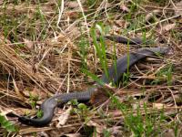 Ядовитая змея укусила женщину в огороде в Городецком районе  