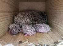 Нижегородский зоопарк «Лимпопо» переживает весенний беби-бум 