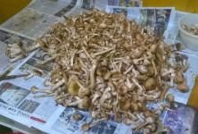 16 человек отравились грибами в Нижегородской области с начала 2023 года 