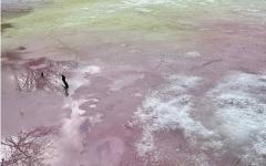 Зелено-розовый лед обнаружили на озере в Дзержинске 