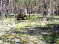 Оленей и медвежью семью сняла фотоловушка в Керженском заповеднике 