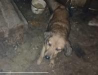 Нижегородские зоозащитники обнаружили собачий «концлагерь» под Кстово 