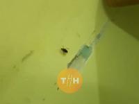 Пациенты снова пожаловались на тараканов в нижегородской больнице №33 