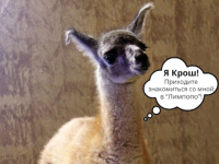 Имя выбрали малышу гуанако в нижегородском зоопарке «Лимпопо» 