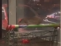 Опубликовано видео с крысой в тележке нижегородского супермаркета 