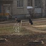Собаки покусали ребенка в Нижнем Новгороде 