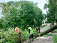 98 деревьев сломало в Нижнем Новгороде из-за непогоды 29 июля 