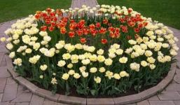 Тюльпаны высадят на площади 2000 квадратных метров в Нижнем Новгороде 