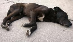 Живодеры застрелили щенка из охотничьего ружья в Дивееве  