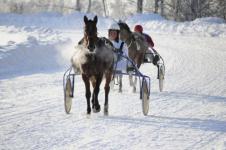 Лошадей рысистых и тяжеловозных пород испытают в Нижнем Новгороде 