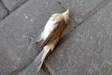 17 мертвых птиц обнаружены на улице Широкой в Нижнем Новгороде 