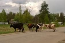 Стали известны подробности ДТП с участием коровы в Нижегородской области  