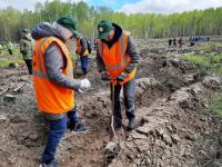 Свыше 14 000 деревьев и кустарников высадили вдоль Горьковской железной дороги 