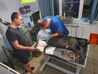 Нижегородцы спасли собаку после неудавшегося «заказного убийства» 