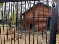 Суд закрыл уголовное дело по нападению львицы на уборщицу в Балахне 