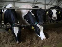 Проект по геномной селекции коров реализуют в Нижегородской области 