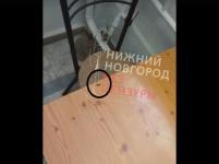 Пациенты пожаловались на тараканов в детской больнице в Нижнем Новгороде 