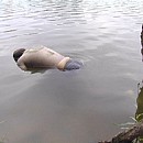 Еще двое утопленников обнаружены в нижегородских водоемах 