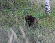 Медведя и медвежонка освободили из частного зоопарка в Сергаче 
