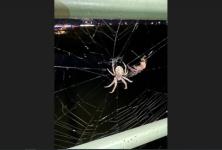 Гигантские пауки заполонили окна нижегородского ЖК «Аквамарин» 