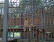 Нижегородский зоопарк оштрафован за нападение львицы на человека 