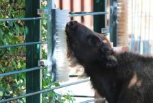 Чешские чесалки устанавливают в вольерах нижегородского зоопарка «Лимпопо»  