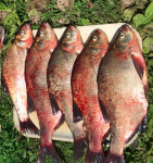 Нижегородца осудят за ловлю рыбы сетью в период нереста 