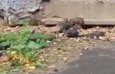 Огромные крысы атаковали многоквартирный дом в Павлове 