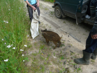 Кабаны освобождены из браконьерских ловушек в Сосновском районе 