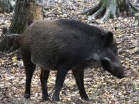 Карантин по африканской чуме свиней введен в Семенове 